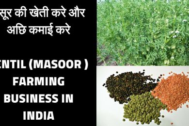 Lentil masoor  farming business Low investment and high profit