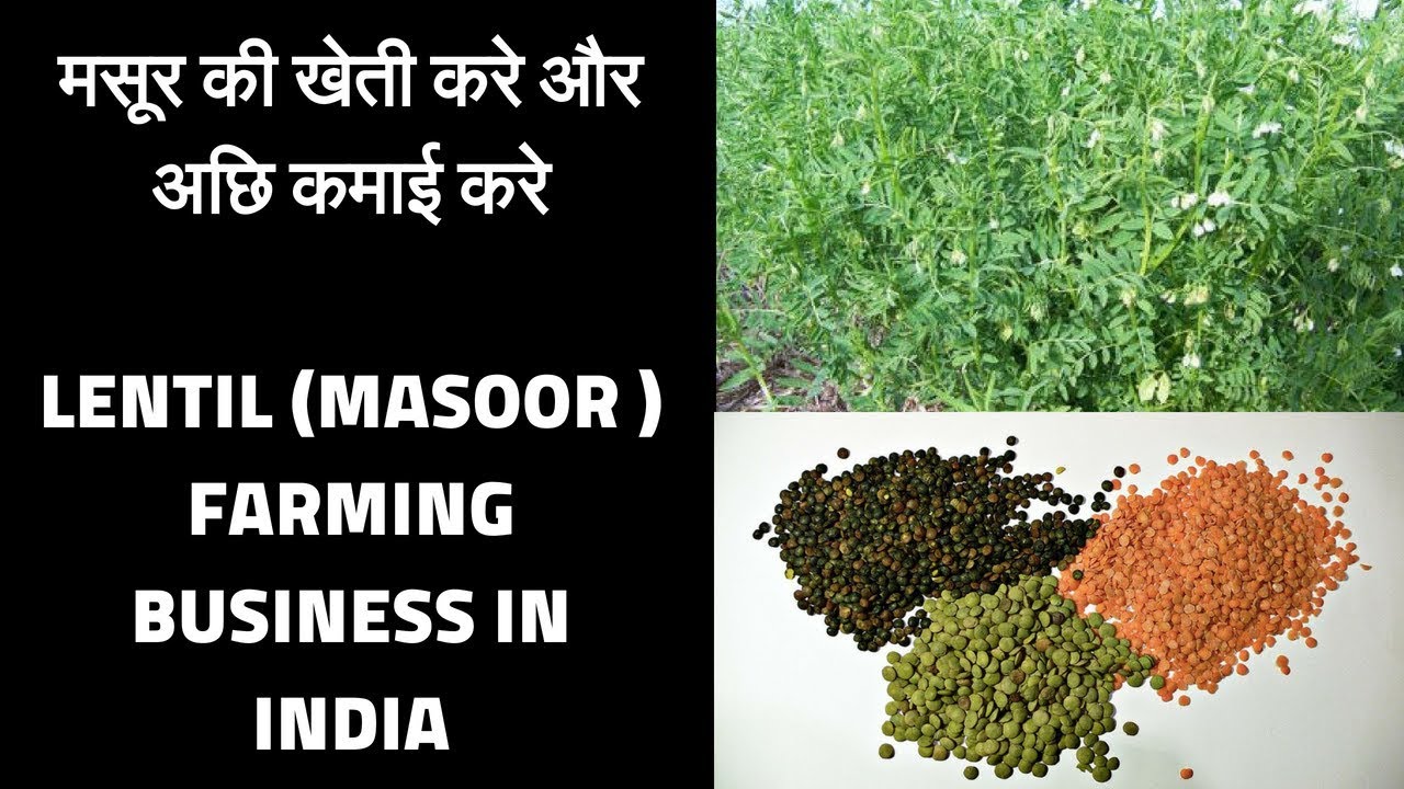 Lentil masoor  farming business Low investment and high profit