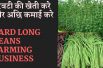 Yard  Long  Bean Farming  Business  | Beans Farming Information Detailed Guide