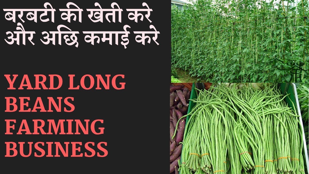 Yard  Long  Bean Farming  Business  | Beans Farming Information Detailed Guide