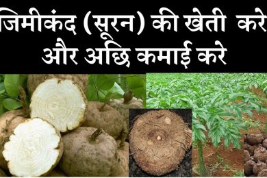 Elephant foot yam (Jimikand) farming business  सूरन (जिमीकंद) की खेत कम लागत में ज्यादा मुनाफा