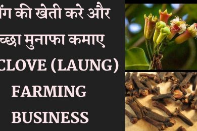 Clove (Laung) Cultivation farming business लौंग की लाभकारी खेती