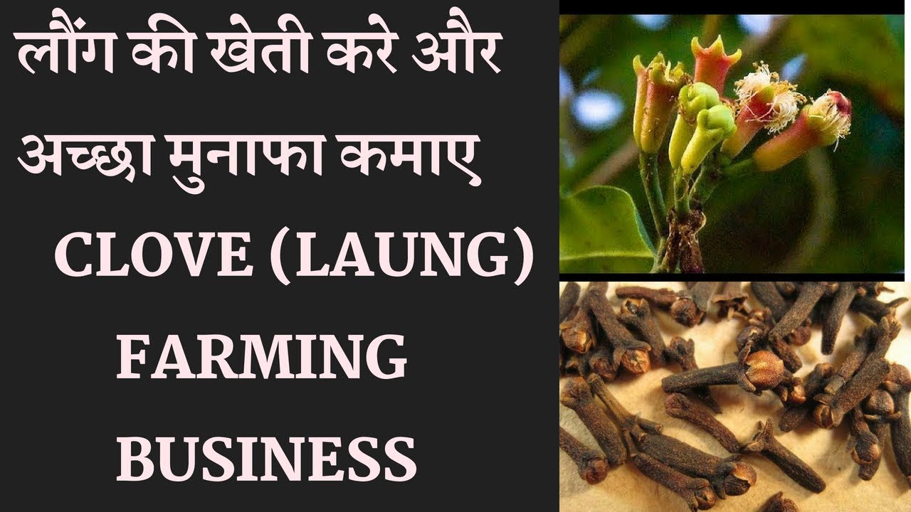 Clove (Laung) Cultivation farming business लौंग की लाभकारी खेती