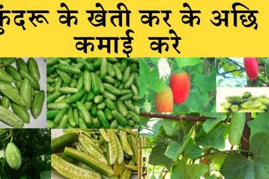 Kundru  (Ivy gourd)  farming business  कुंदरू की लाभ कारी खेती