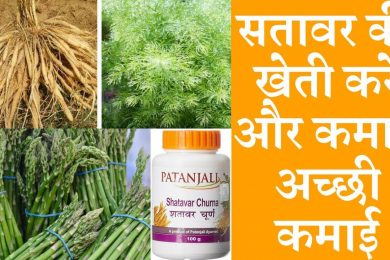 Shatavari Farming business a profitable business सतावर की खेती कैसे करें