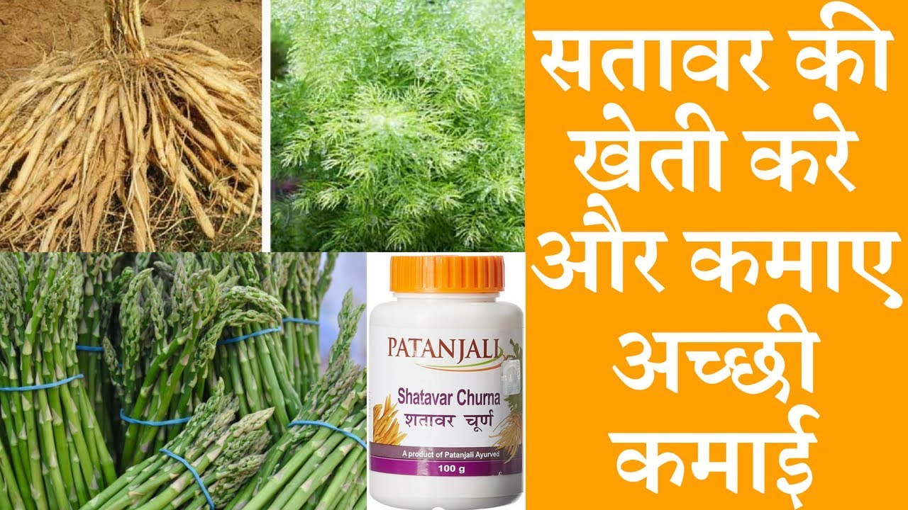 Shatavari Farming business a profitable business सतावर की खेती कैसे करें