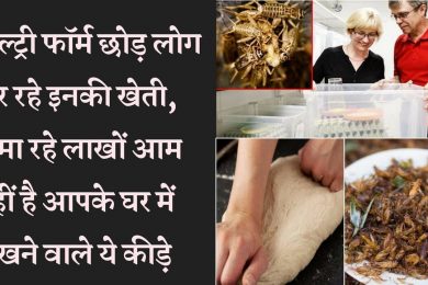 Cricket (Jhingur)  Farming Business पोल्ट्री फॉर्म छोड़ लोग कर रहे इनकी खेती, कमा रहे लाखों