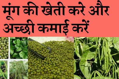 Start Vigna radiata (mung bean ) farming business and earn good income  मूंग की खेती कर मुनाफा कमाएं
