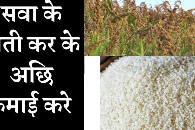 Sava farming business सवा के खेती कर के अछि कमाई करे