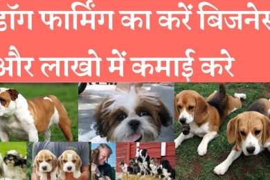 Start dog farming with low investment and earn good income डॉग फार्मिंग का करें बिजनेस होगी अच्छी कम