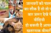 Top Scary Diseases You Can Get from Your Pets जानवरों को पालने का शौक है तो रखें सावधानी