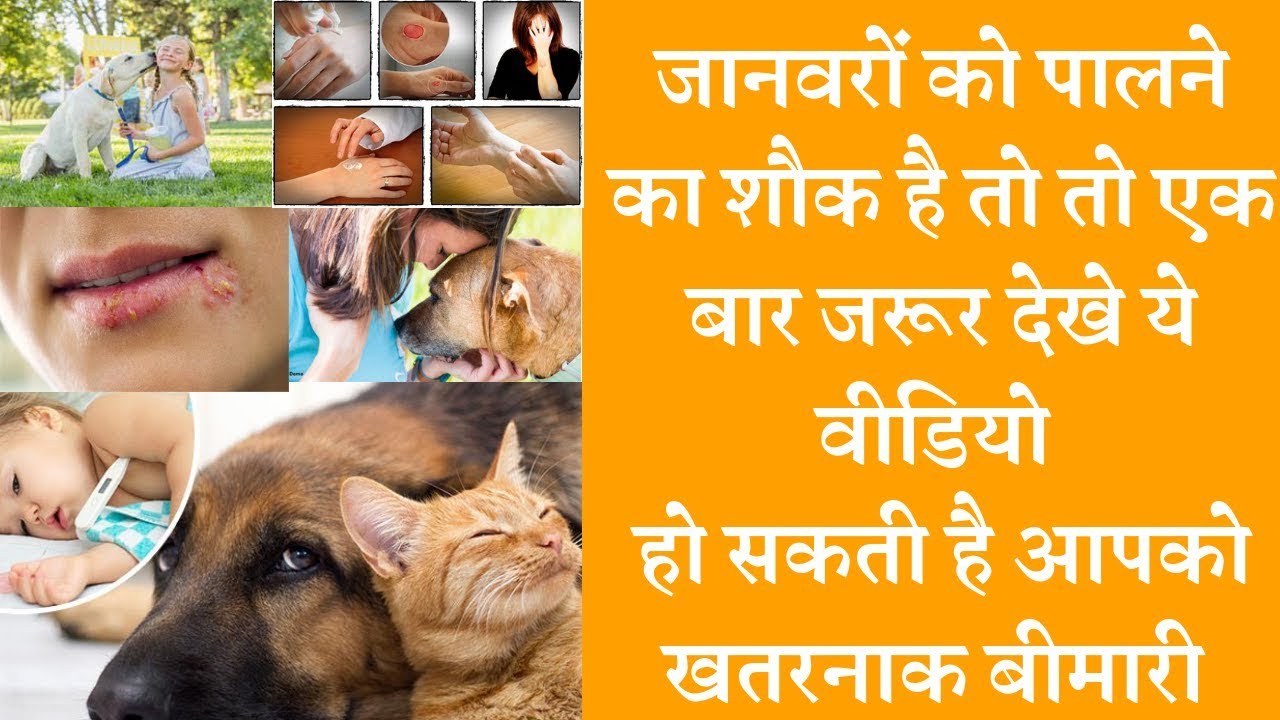 Top Scary Diseases You Can Get from Your Pets जानवरों को पालने का शौक है तो रखें सावधानी