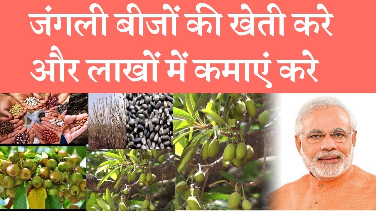 Farming of forest seed can give earning opportunity  जंगली बीजों की खेती करे और लाखों में कमाएं