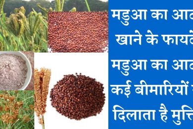 Finger Millet (Ragi) health benefits क्वादु/रागी/ मडुआ का आटा नहीं है किसी दवा से कम