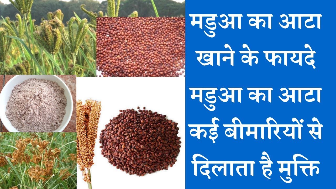 Finger Millet (Ragi) health benefits क्वादु/रागी/ मडुआ का आटा नहीं है किसी दवा से कम