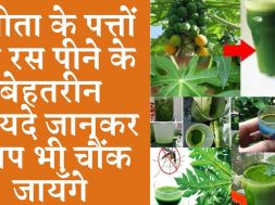 Benefits of drinking papaya leaves juice पपीते के पत्ते का रस पीने के फायदे
