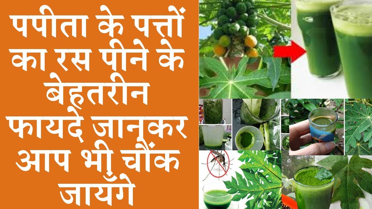 Benefits of drinking papaya leaves juice पपीते के पत्ते का रस पीने के फायदे