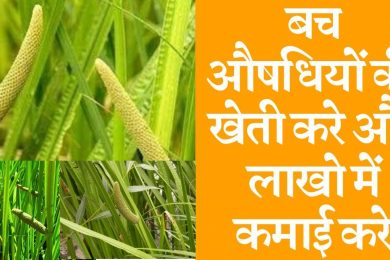 Sweet flag (Vach) farming business बच औषधियों की खेती करे और लाखो में कमाई करे