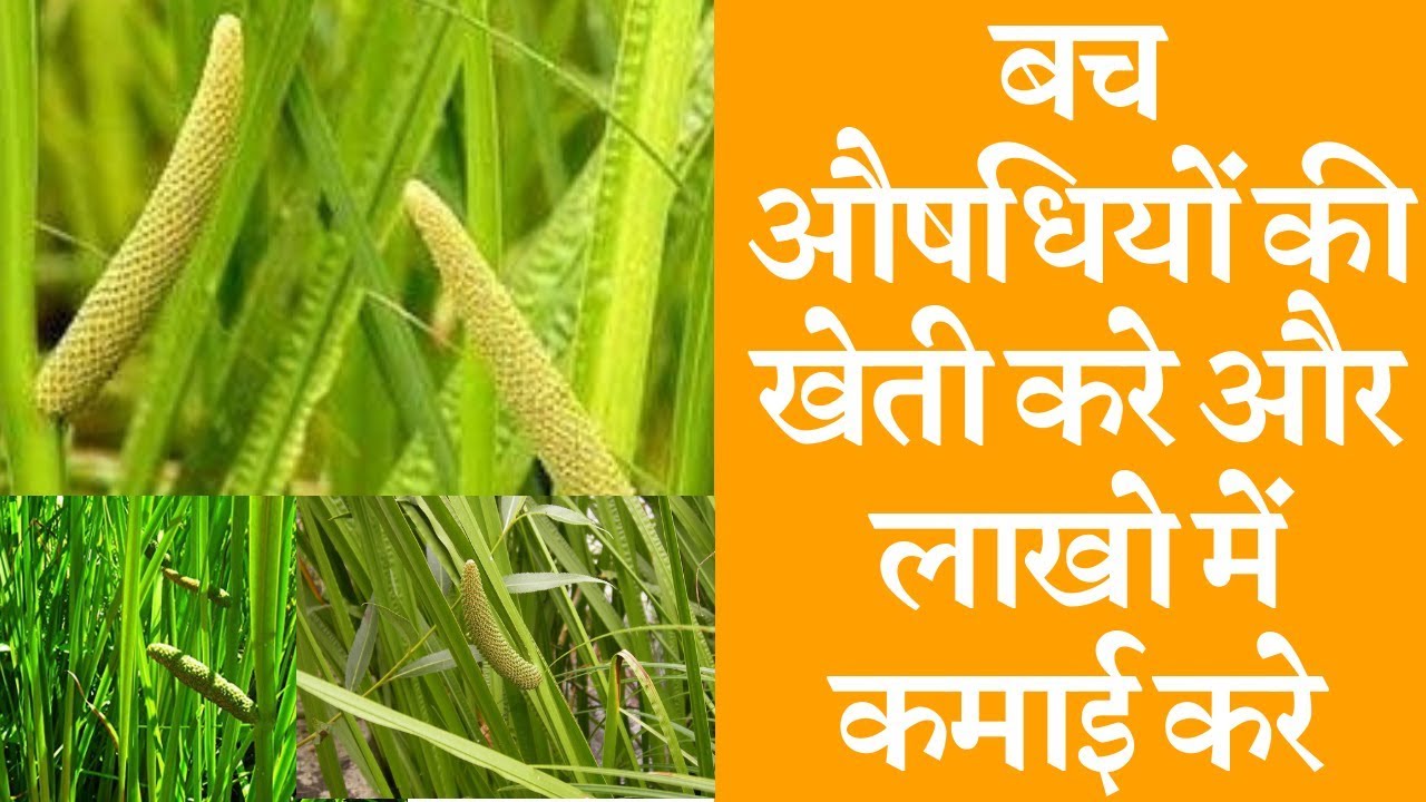 Sweet flag (Vach) farming business बच औषधियों की खेती करे और लाखो में कमाई करे