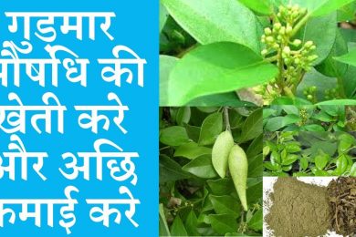 Cultivate gudmar medicinal and earn good money | Gymnema sylvestre medicinal plant farming business