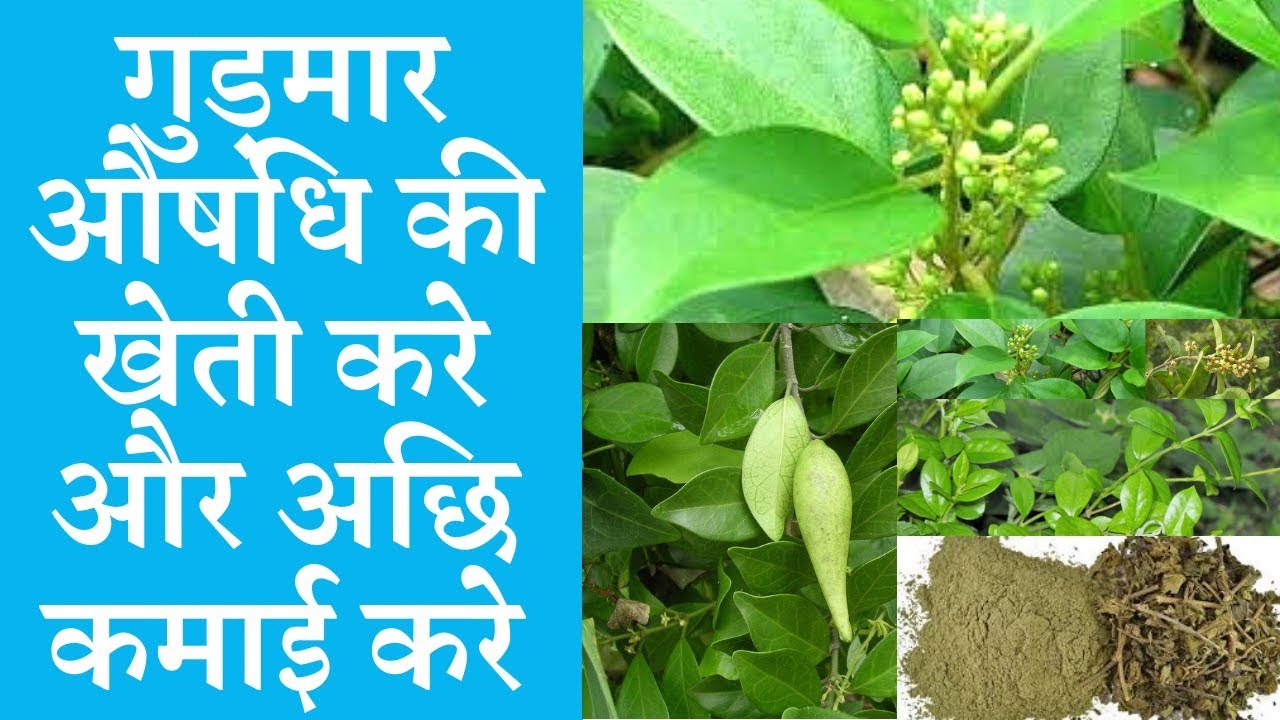 Cultivate gudmar medicinal and earn good money | Gymnema sylvestre medicinal plant farming business