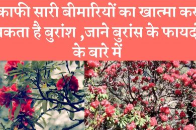 Health benefits of Burans (Rhododendron) flower बुरांस का फूल सेहत के लिए लाभदायक
