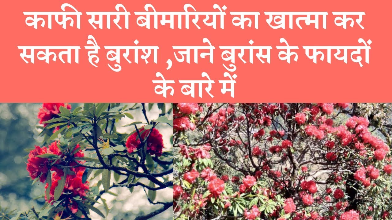 Health benefits of Burans (Rhododendron) flower बुरांस का फूल सेहत के लिए लाभदायक