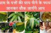 Health benefits of mango leaves tea  | आम के पत्तों की चाय पीने के फायदे