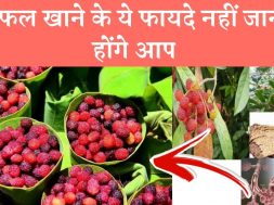 Health Benefits Of Kafal fruits [Myrica esculenta]  काफल खाने के ये फायदे
