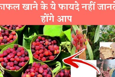 Health Benefits Of Kafal fruits [Myrica esculenta]  काफल खाने के ये फायदे