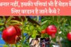 अनार की पत्तियां कैसे हमारी सेहत के लिए फायदेमंद है☺️ Health benefits of pomegranate leaves