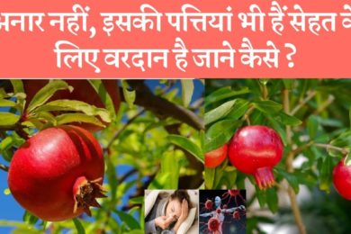 अनार की पत्तियां कैसे हमारी सेहत के लिए फायदेमंद है☺️ Health benefits of pomegranate leaves