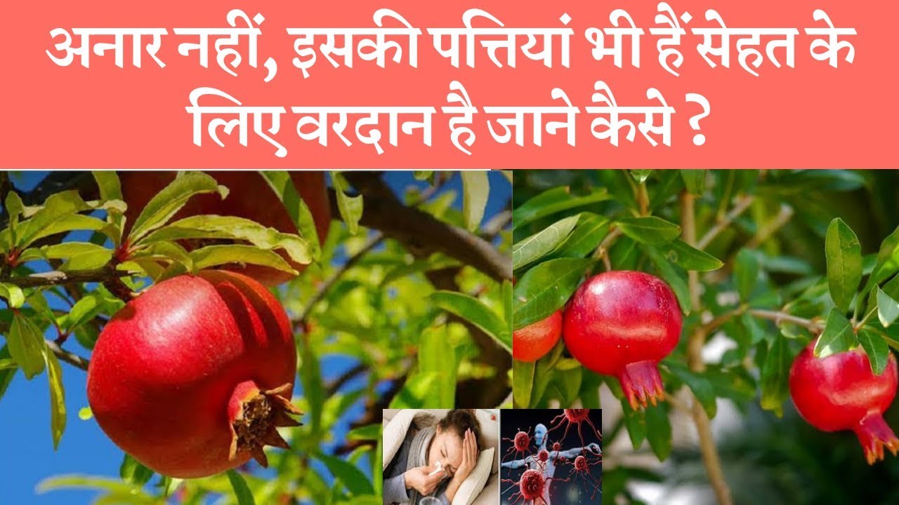 अनार की पत्तियां कैसे हमारी सेहत के लिए फायदेमंद है☺️ Health benefits of pomegranate leaves