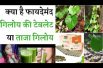 Benefits Of Giloy गिलोय किन बीमारियों के लिए रामबाण है Beneficil fresh giloy stem or giloy capsules