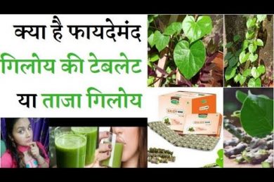Benefits Of Giloy गिलोय किन बीमारियों के लिए रामबाण है Beneficil fresh giloy stem or giloy capsules