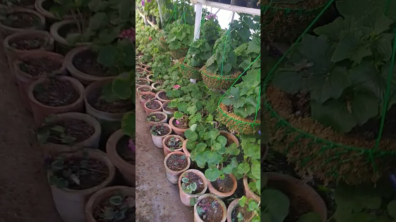 company garden nursery view Mussoorie Uttarakhand