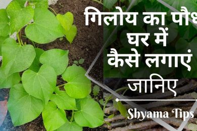 गिलोय का पौधा घर में कैसे लगाएं | How to Grow Giloy Plant in Water