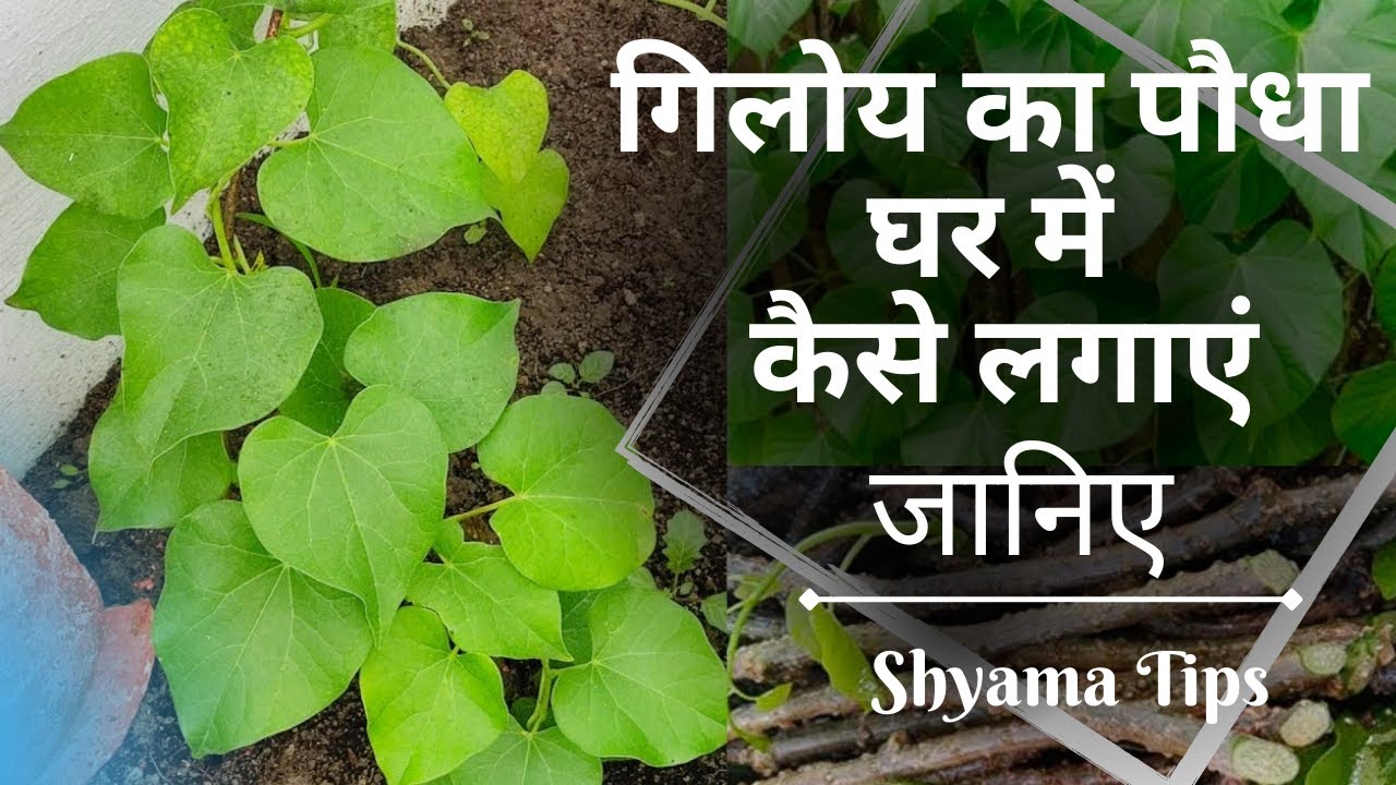 गिलोय का पौधा घर में कैसे लगाएं | How to Grow Giloy Plant in Water