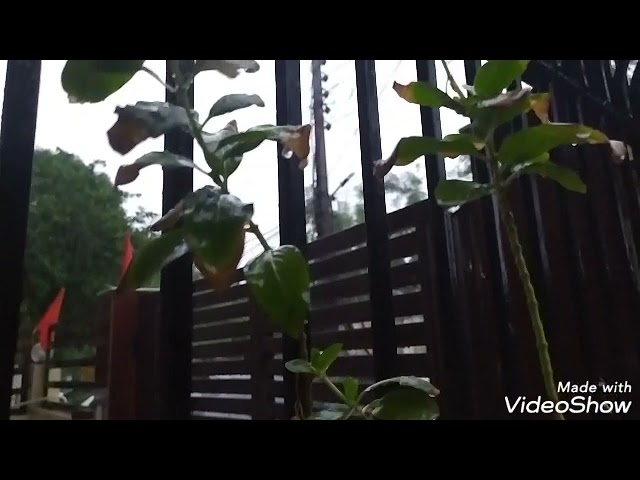 Our Little Entrance Garden Overview During MAY Rain  | Shyama Tips