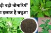 Amazing benefits of BATHUA Seeds || बथुआ के चमत्कारी फायदे || Chenopodium album Health Benefits
