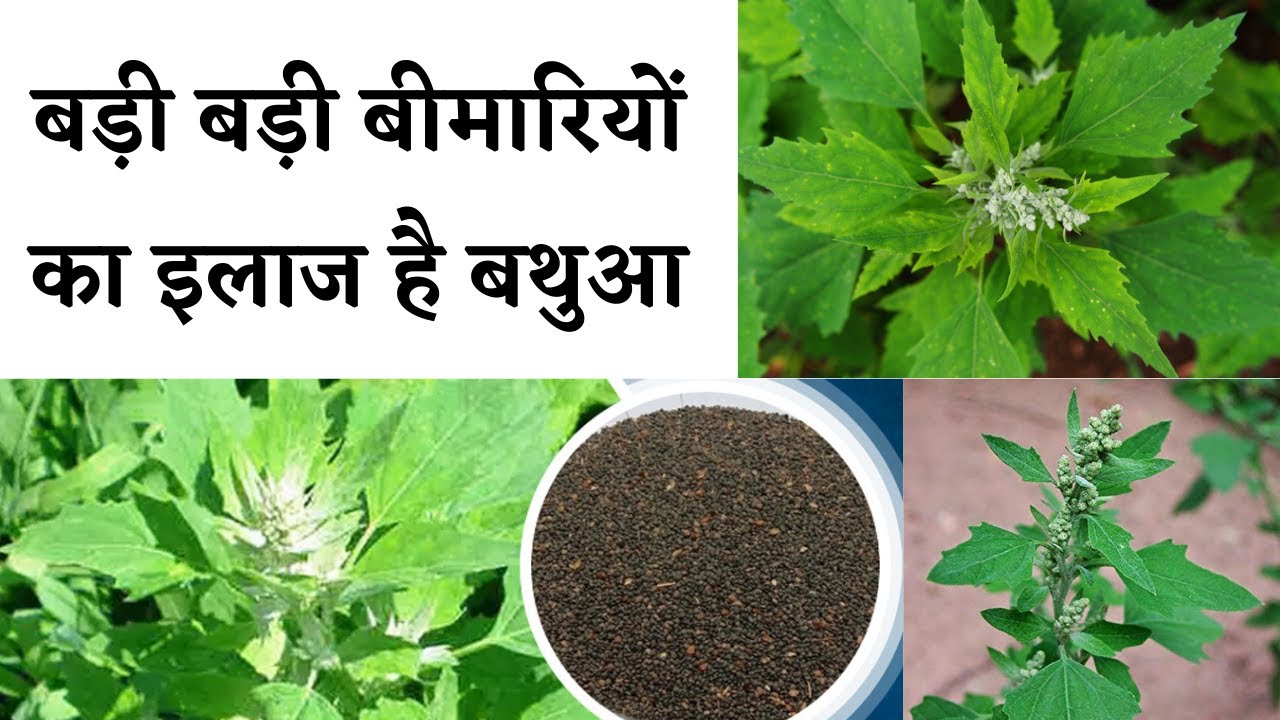 Amazing benefits of BATHUA Seeds || बथुआ के चमत्कारी फायदे || Chenopodium album Health Benefits