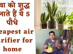 Low maintenance Air purifier plant for your home | Cheapest air purifier for home