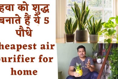 Low maintenance Air purifier plant for your home | Cheapest air purifier for home