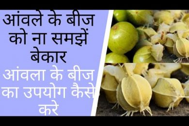 #GooseberrySeeds || कई बीमारियों का काल है आंवले के बीज ||  Health benefits of Amla seed