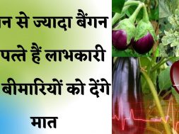 Brinjal Leaves Benefits in Hindi बैंगन की सब्जी ही नहीं पत्तियां खाने से भी होते है फायदे
