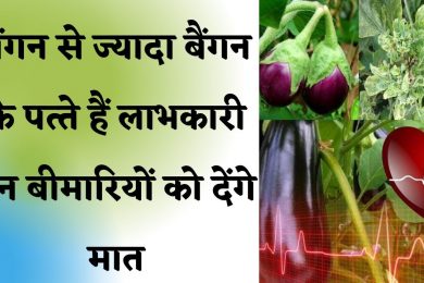 Brinjal Leaves Benefits in Hindi बैंगन की सब्जी ही नहीं पत्तियां खाने से भी होते है फायदे