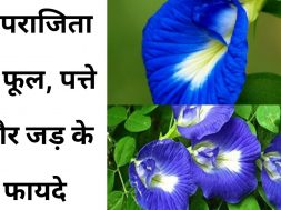 Aparajita Benefits in Hindi  || लाखों बिमारियों का इलाज़ है यह एक फूल   इसके बीज़ ,इसके जड़