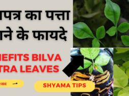 Health Benefits Bilva patra leaves | बेलपत्र के फायदे  |  Bel-Patra Benefits  | Mahashivratri 2023