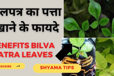 Health Benefits Bilva patra leaves | बेलपत्र के फायदे  |  Bel-Patra Benefits  | Mahashivratri 2023