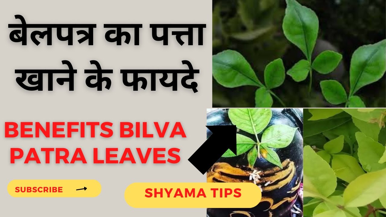 Health Benefits Bilva patra leaves | बेलपत्र के फायदे  |  Bel-Patra Benefits  | Mahashivratri 2023